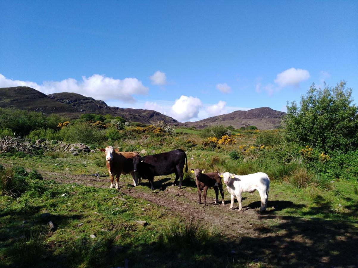 Madra Rua Organic Accommodation Ballyliffin Buitenkant foto