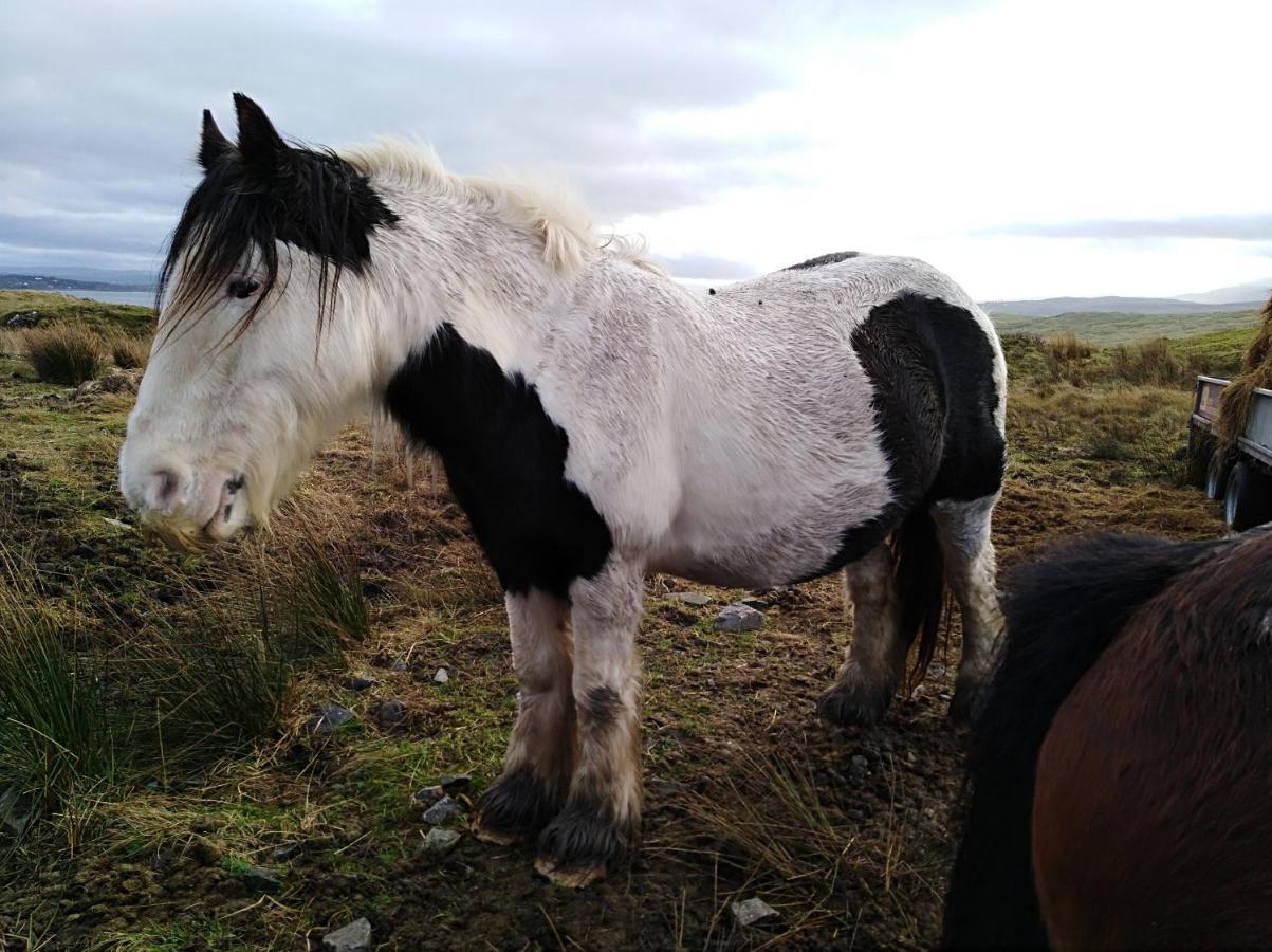 Madra Rua Organic Accommodation Ballyliffin Buitenkant foto