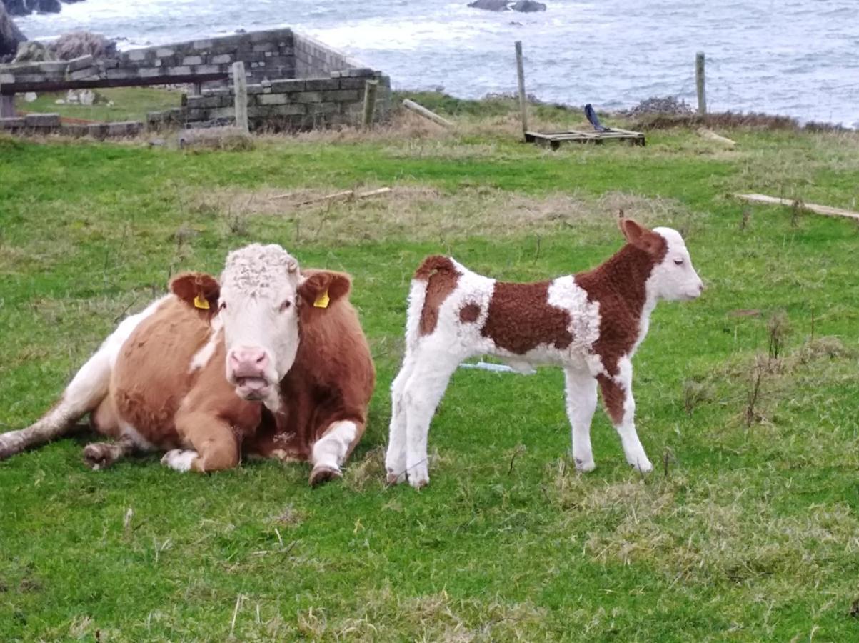 Madra Rua Organic Accommodation Ballyliffin Buitenkant foto